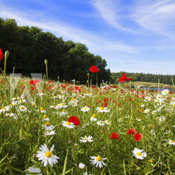 Sommerwiese auf der Insel Rügen