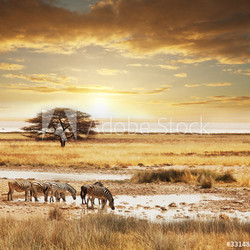 Safari