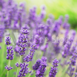Lavender Flowers