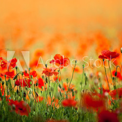 Roter Mohn