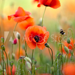 Roter Mohn