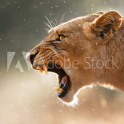 Lioness displaying dangerous teeth