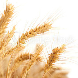 Wheat