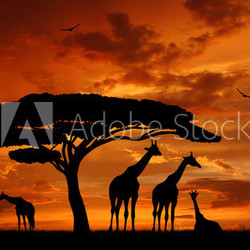 herd of giraffes in the setting sun