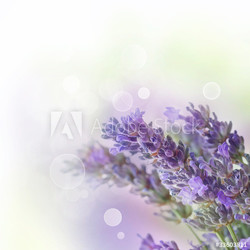 Fresh lavender