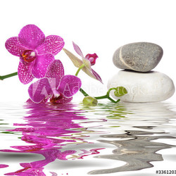 Einfach schöne Orchideen