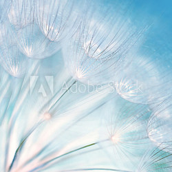 Abstract dandelion flower background