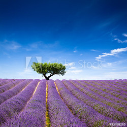 Lavande Provence France / lavender field in Provence, France