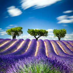 Lavande Provence France / lavender field in Provence, France