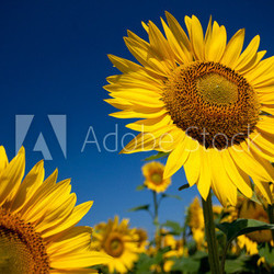 I Girasoli