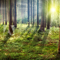 Forest Sunset