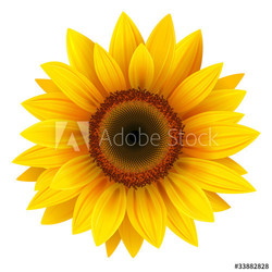 Sunflower isolated, vector.