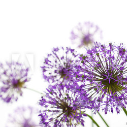 Beautiful Allium / abstract  on white