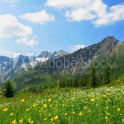 Blumenwiese im Hochgebirge