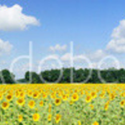 Plantation of golden sunflowers.