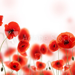 Poppy field