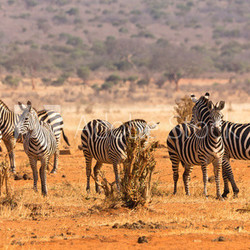 Zebraherde