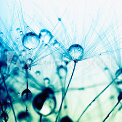 Abstract macro photo of plant seeds with water drops.