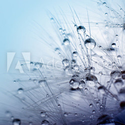 Abstract macro photo of plant seeds with water drops.