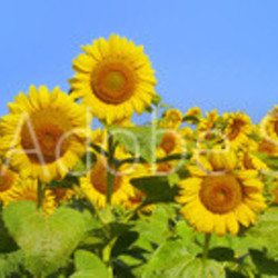 Wonderful panoramic view field of sunflowers by summertime
