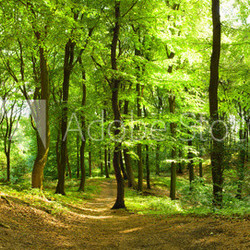 Waldweg im Sommer