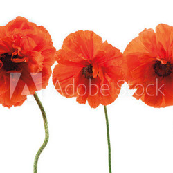 Three red poppies