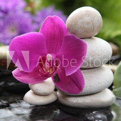 Fleurs d'eau