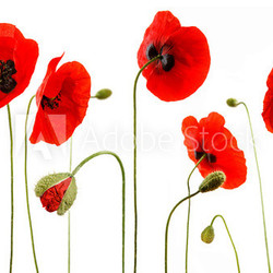 coquelicots detourés