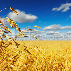 Wheat field