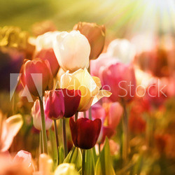 tulpen in frühlingssonne