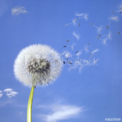 dandelion blowball and flying seeds