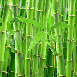 bamboo