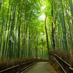 Bamboo grove