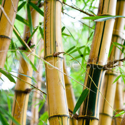 bamboo forest