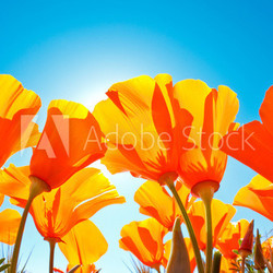 Field of Flowers with Blue Sky, Macro View