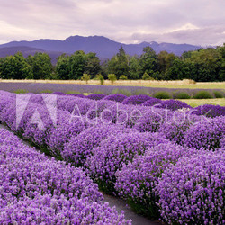 Lavender Farm in Sequim, Washington, USA