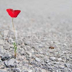 A Single red Poppy