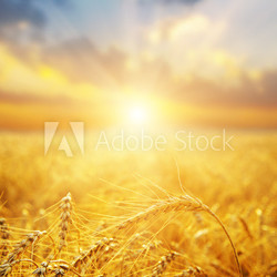 golden wheat field and sunset