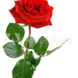 Die perfekte Rose