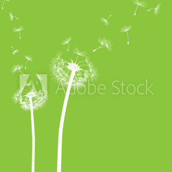 Pusteblume Löwenzahn