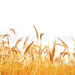 Wheat