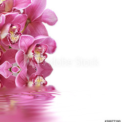 Orchideen, Cymbidium, Wellness