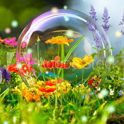 Sommerwiese