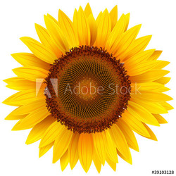 Vector sunflower.