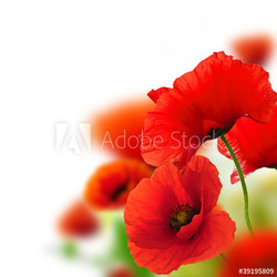 poppies white background, red flowers, frame