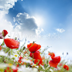 Poppy flower