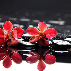 studio shot of spa and aromatherapy concept