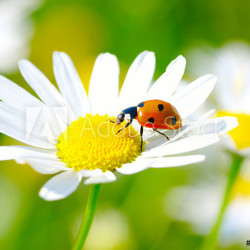 ladybug