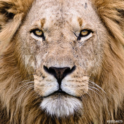 The Lion