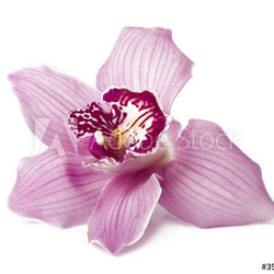 Pink orchid on a white background